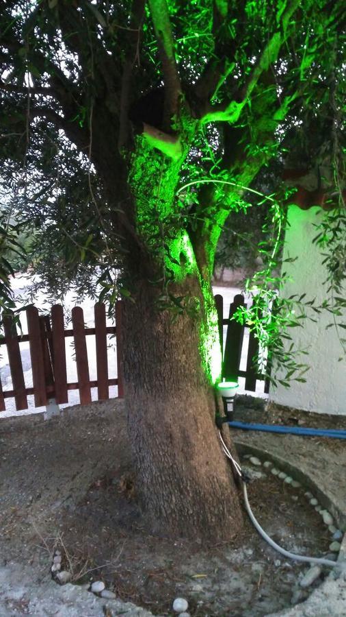 Olive Tree Apartments بارغا المظهر الخارجي الصورة